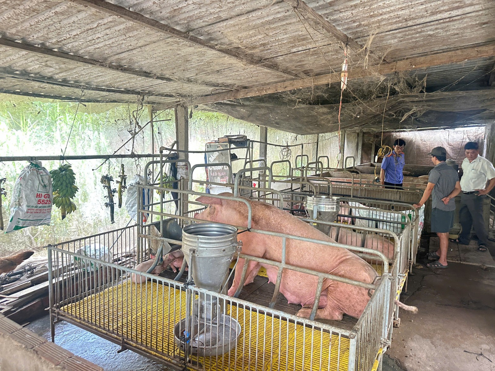VKSND Khu vực 3 - Cần Thơ: Xác minh tình trạng ô nhiễm môi trường trong việc chăn nuôi gia súc  không qua xử lý chất thải